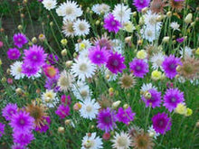 200 Immortelle Mix - Xeranthemum Annuum Seeds - Seed World