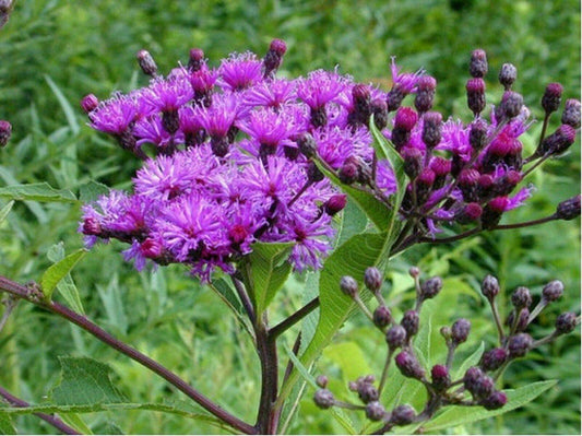 200 Ironweed - Vernonia Fasciculata Seeds - Seed World