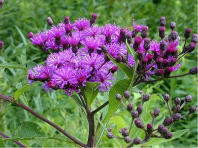 200 Ironweed - Vernonia Fasciculata Seeds - Seed World