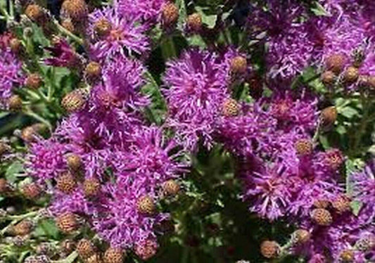 200 Ironweed - Vernonia Fasciculata Seeds - Seed World