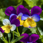 200 Johnny Jump Up Viola Seeds - Seed World