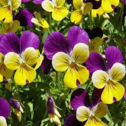 Close-up of purple and yellow viola flowers with green leaves.