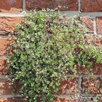200 Kenilworth Ivy Seeds - Seed World