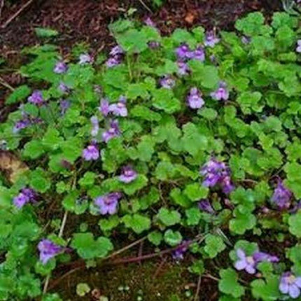 200 Kenilworth Ivy Seeds - Seed World