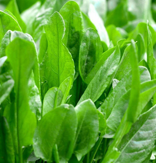 200 Large Leaf Sorrel Seeds - Seed World