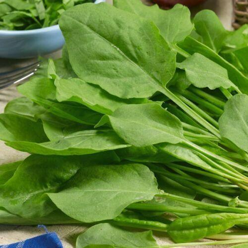 200 Large Leaf Sorrel Seeds - Seed World
