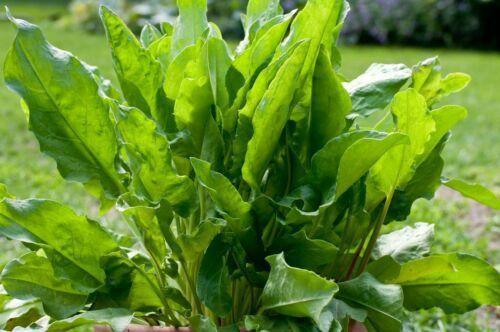 200 Large Leaf Sorrel Seeds - Seed World