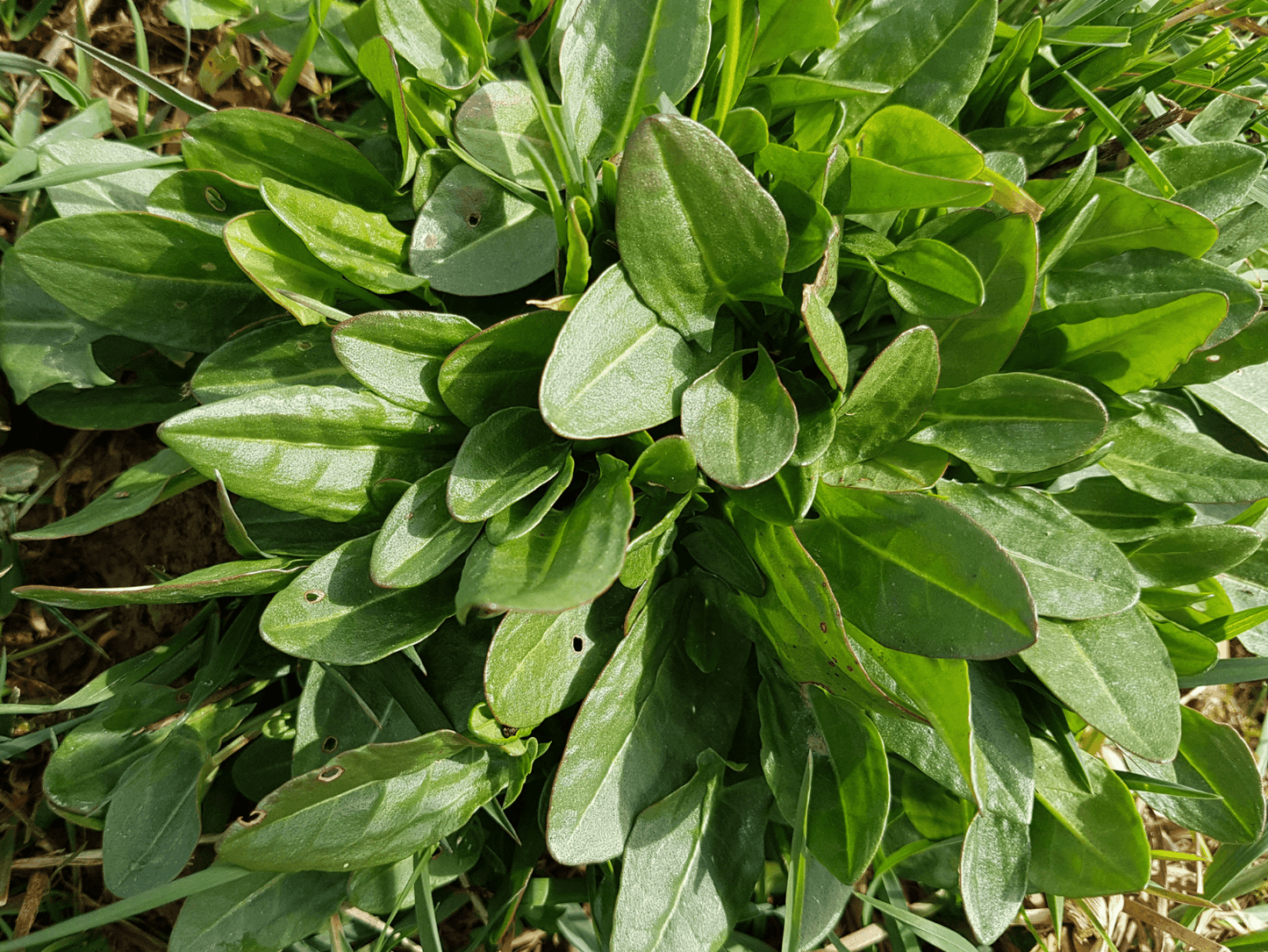 200 Large Leaf Sorrel Seeds - Seed World