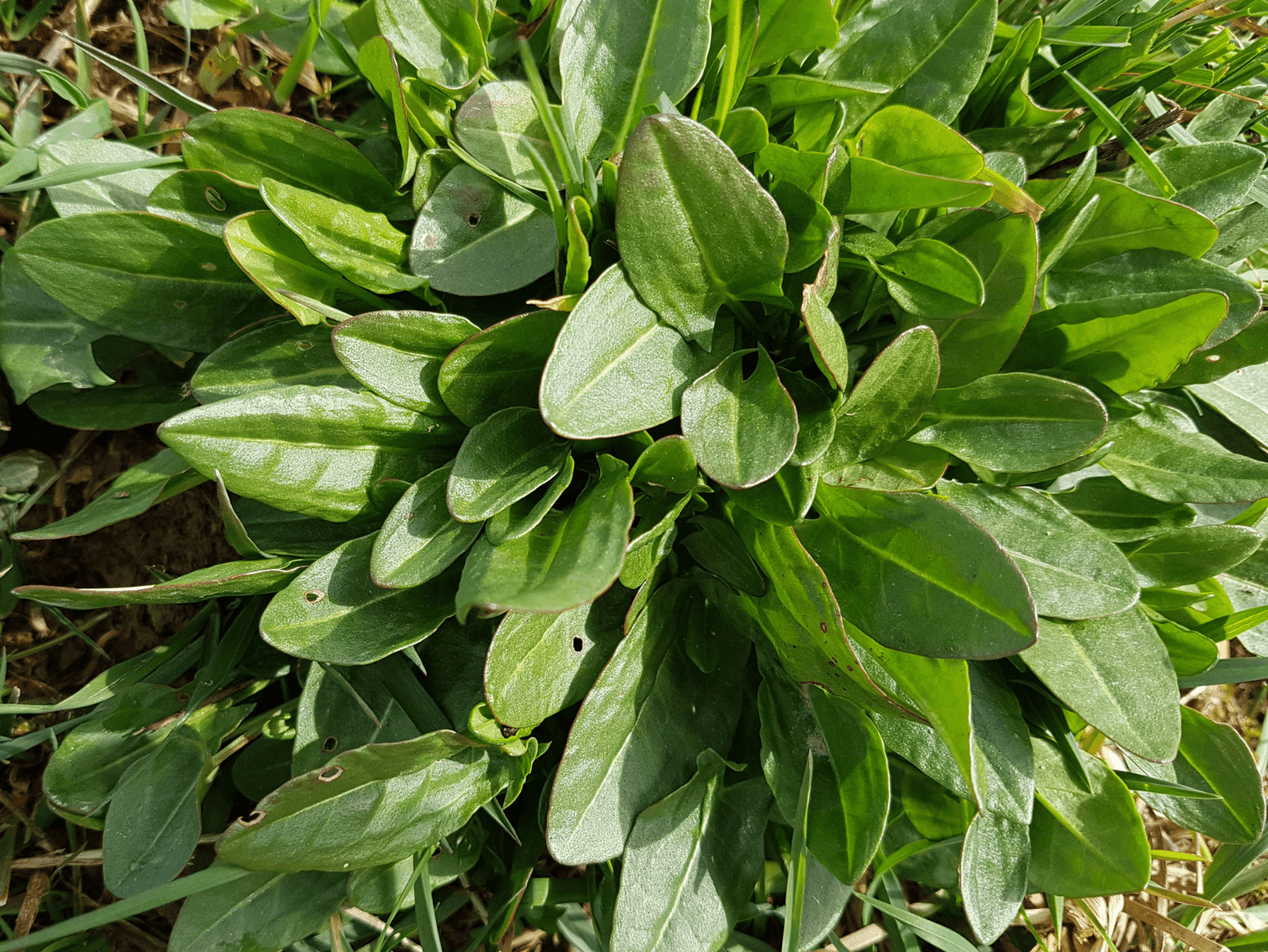 200 Large Leaf Sorrel Seeds - Seed World