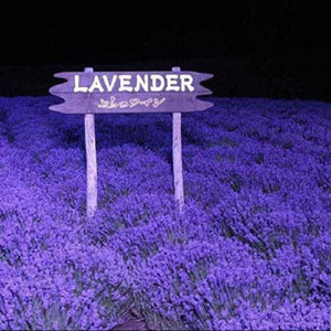 400 Lavender - Vera English - NON-GMO Seeds - Seed World