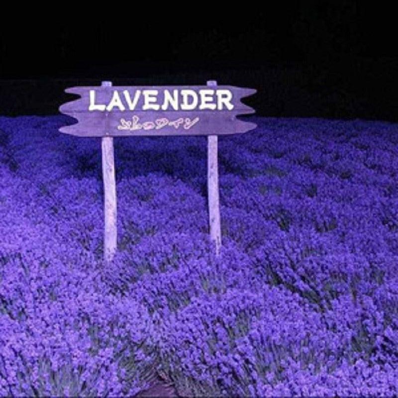 1200 Lavender - Vera English Seeds