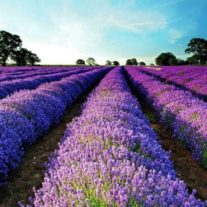 400 Lavender - Vera English - NON-GMO Seeds - Seed World
