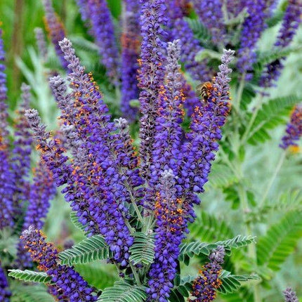 200 Lead Plant Seeds - Seed World