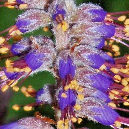 200 Lead Plant Seeds - Seed World