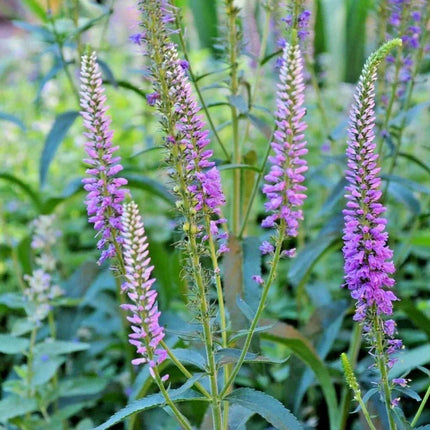 200 Lead Plant Seeds - Seed World