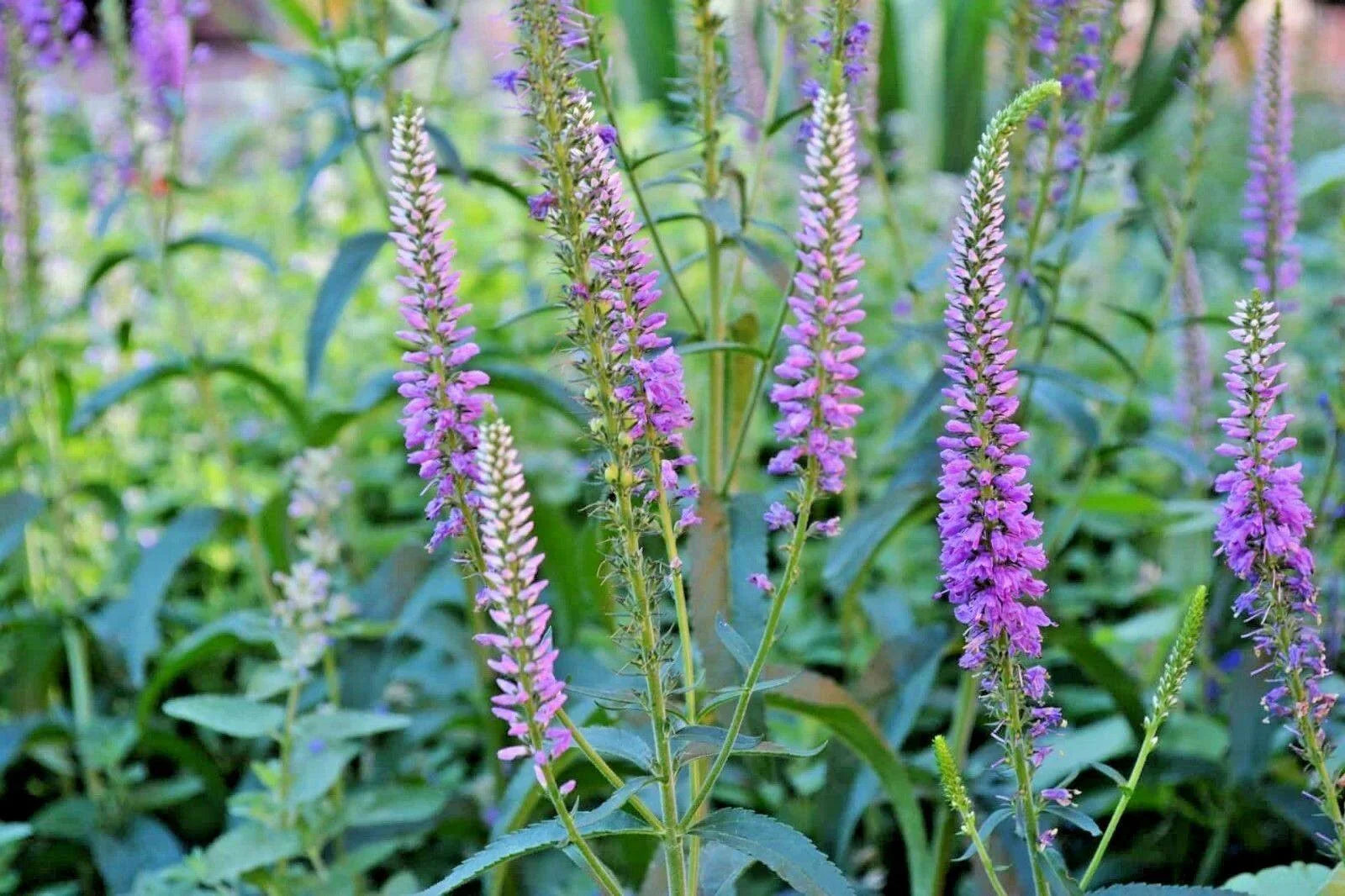 200 Lead Plant Seeds - Seed World