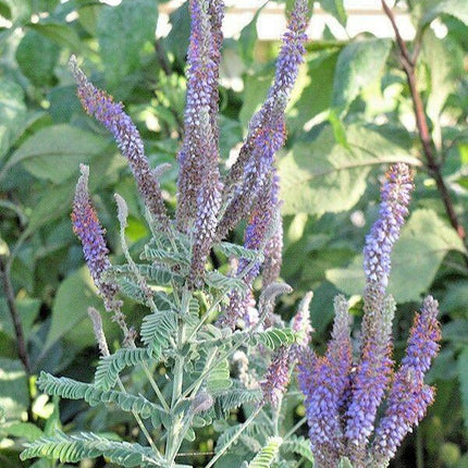 200 Lead Plant Seeds - Seed World