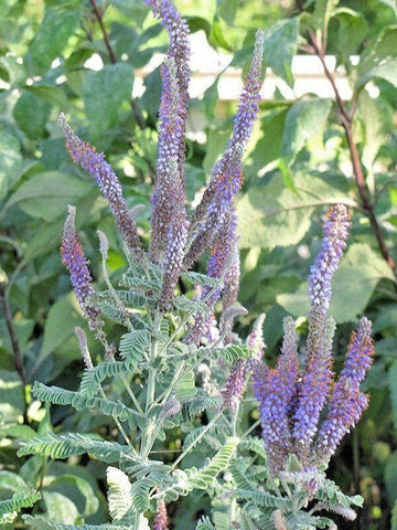 lead plant seeds 200 Lead Plant Seeds – Seed World