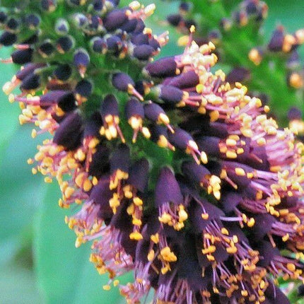 200 Lead Plant Seeds - Seed World
