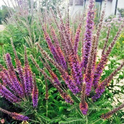 200 Lead Plant Seeds - Seed World