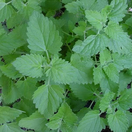 200 Lemon Catnip Seeds - Seed World
