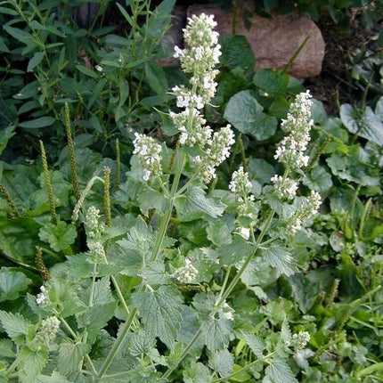 200 Lemon Catnip Seeds - Seed World