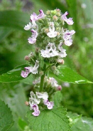 200 Lemon Catnip Seeds - Seed World