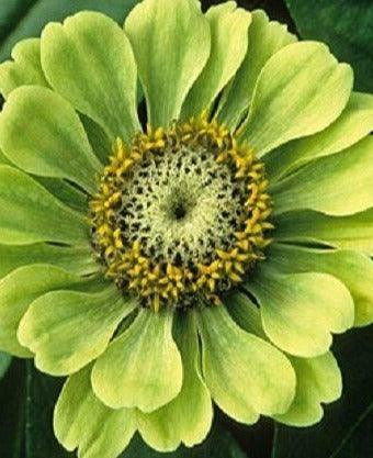 200 Lime Green "Envy" Zinnia Flower Seeds - Seed World