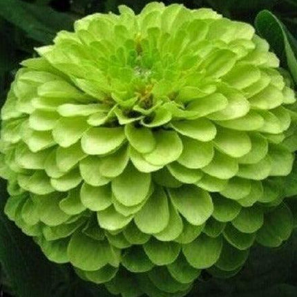 200 Lime Green "Envy" Zinnia Flower Seeds - Seed World