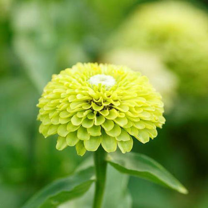 200 Lime Green "Envy" Zinnia Flower Seeds - Seed World