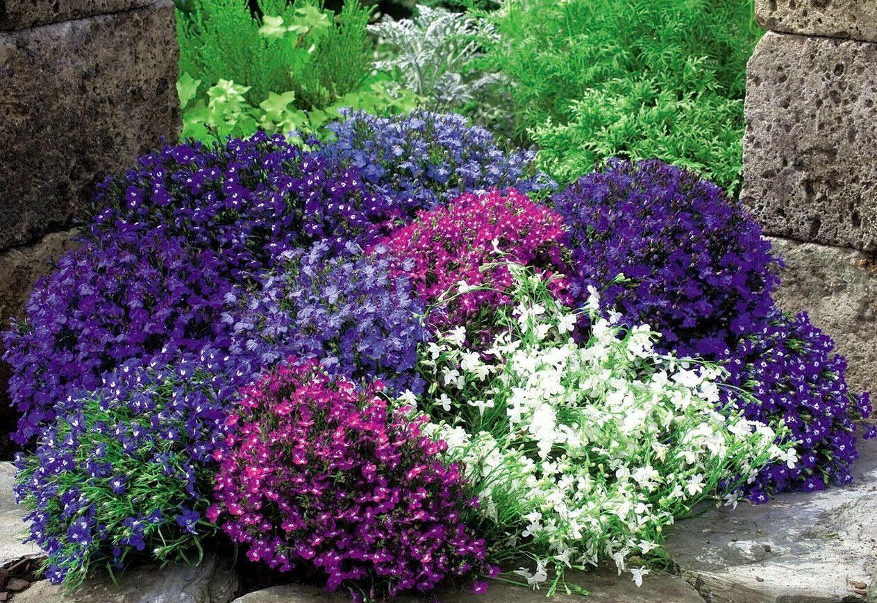 200 Lobelia Mix Blue Red White Сascade Cardinal Seeds - Seed World