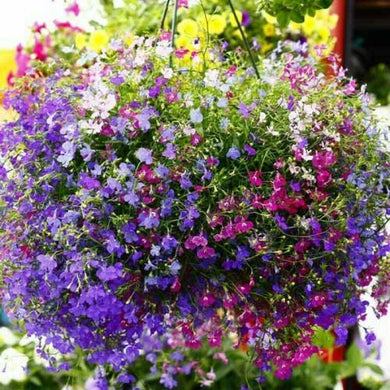 200 Lobelia Mix Blue Red White Сascade Cardinal Seeds - Seed World