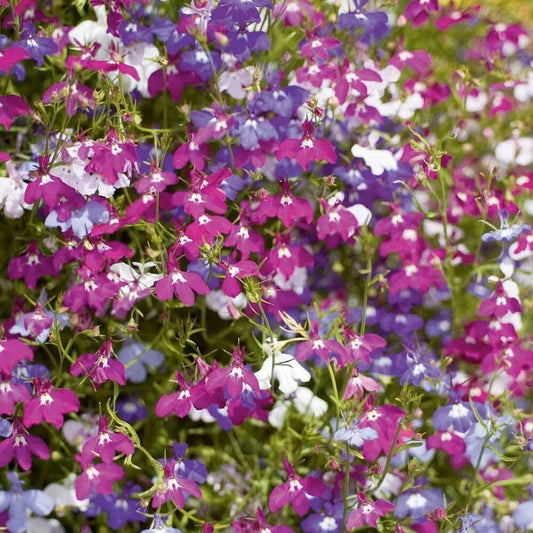 200 Lobelia Mix Blue Red White Сascade Cardinal Seeds - Seed World