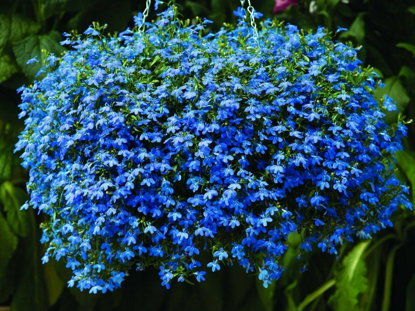 200 Lobelia Mix Blue Red White Сascade Cardinal Seeds - Seed World