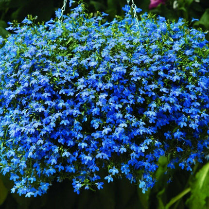 200 Lobelia Regatta Mix Seeds - Seed World