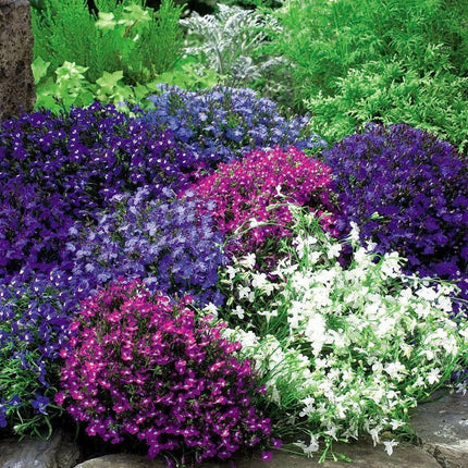 200 Lobelia Regatta Mix Seeds - Seed World