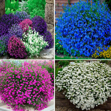 200 Lobelia Regatta Mix Seeds - Seed World