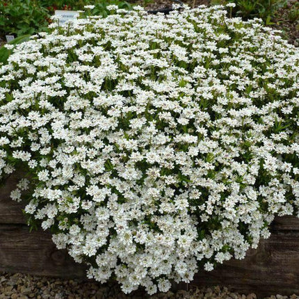 200 Lobelia Regatta Mix Seeds - Seed World