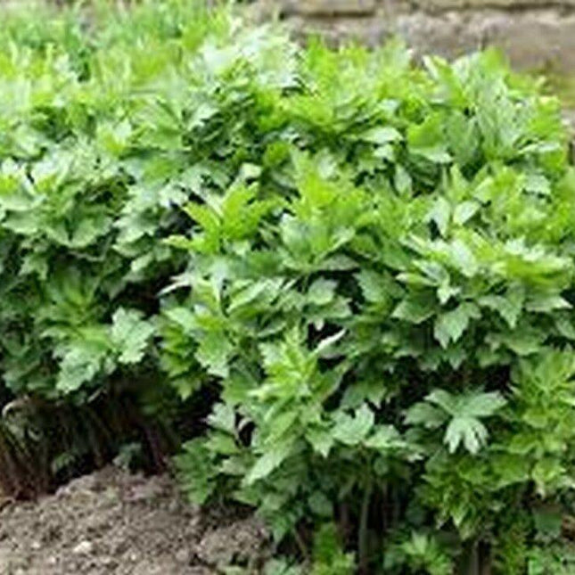 200 Lovage (Levisticum Officinalis) Seeds - Seed World