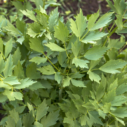 200 Lovage (Levisticum Officinalis) Seeds - Seed World