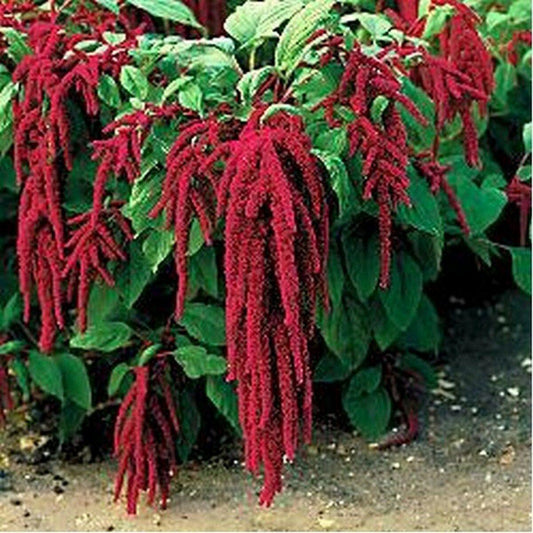 200 Love Lies Bleeding - Amaranthus Seeds - Seed World