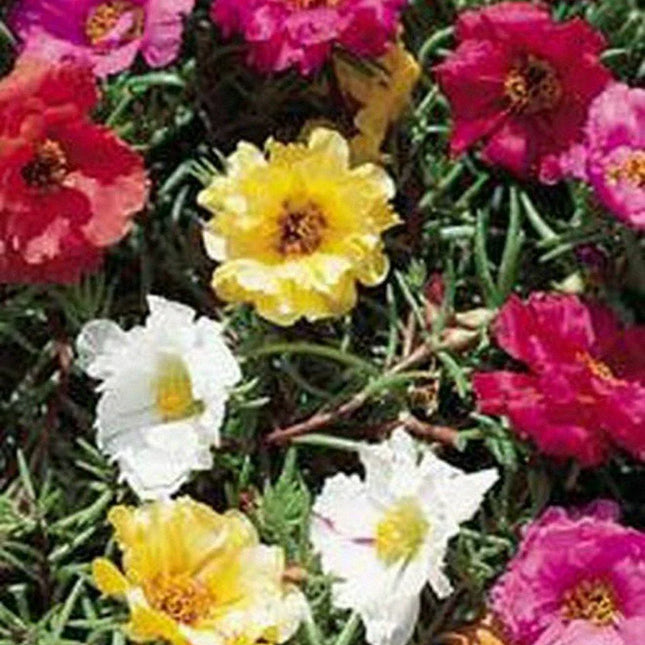 200 Moss Rose Mix Seeds - Seed World