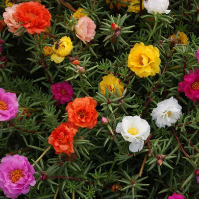 200 Moss Rose Mix Seeds - Seed World