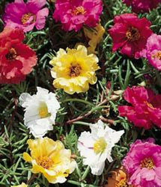 200 Moss Rose Mix Seeds - Seed World