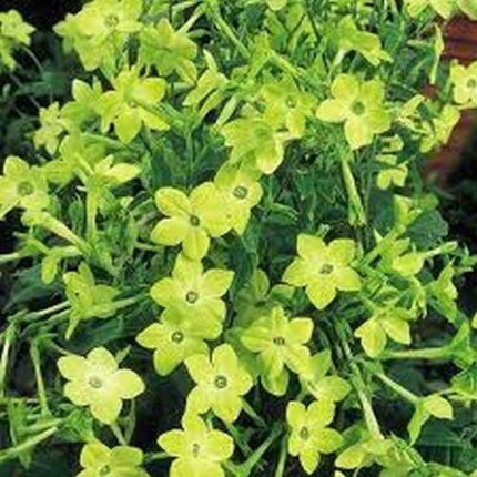 200 Nicotiana - Lime Green Seeds - Seed World