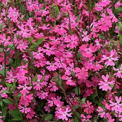 200 Nodding Catchfly Triumph (Silene Pendula) Seeds - Seed World