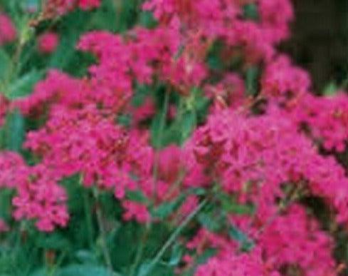 200 Nodding Catchfly Triumph (Silene Pendula) Seeds - Seed World