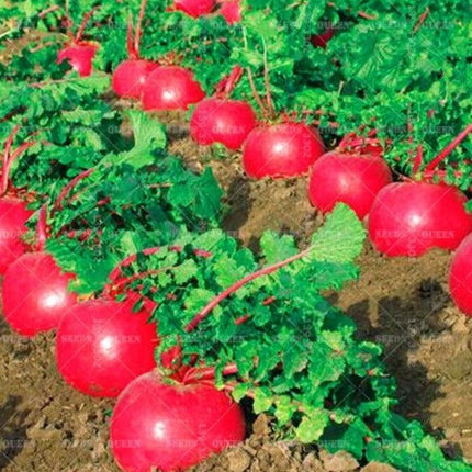 200 Organic Crimson Giant Radish Seeds – Heirloom | NON-GMO - Seed World