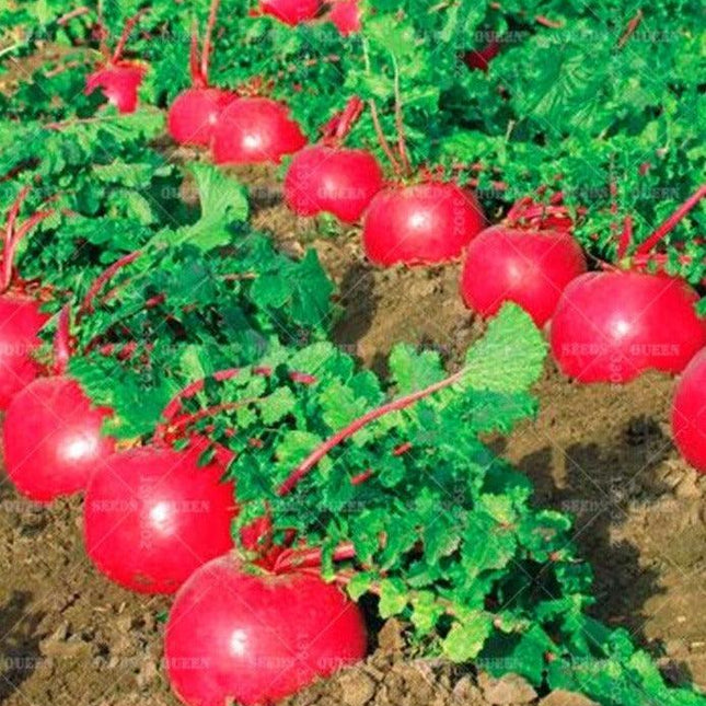200 Organic Crimson Giant Radish Seeds – Heirloom | NON-GMO - Seed World