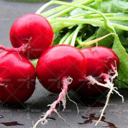 200 Organic Crimson Giant Radish Seeds – Heirloom | NON-GMO - Seed World
